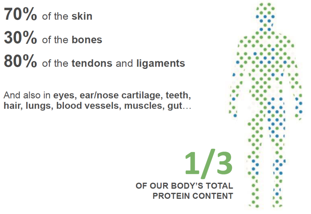 Protein im Körper