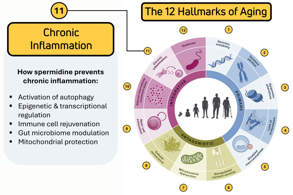 Scala chronische Entzündungen