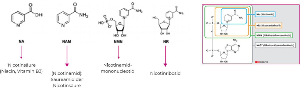 NAD und Verbindungen