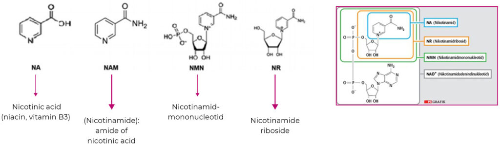 NAD und Verbindungen